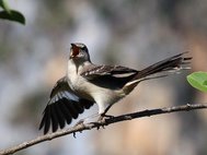 Многоголосый пересмешник (Mimus polyglottos)