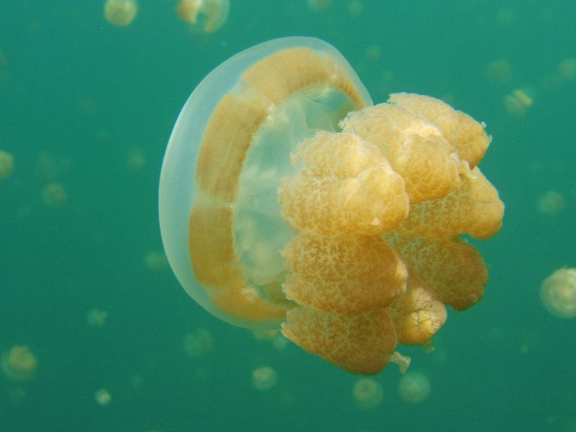 Медуза в озере медуз