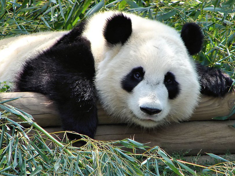 Scarlette panda