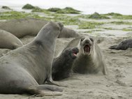 Морские слоны на пляже Дрейкс