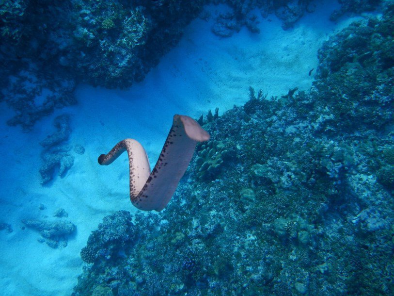 Гладкая морская змея (лат. Aipysurus laevis)