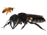 Гигантская пчела Уоллеса (Megachile pluto)