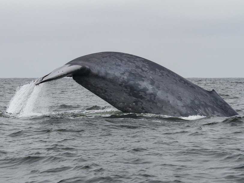 Синий кит у побережья Калифорнии