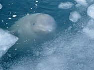 Вольер передержки косаток и белух