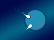 Появление полуторазиготных близнецов возможно в случае оплодотворения одной яйцеклетки двумя сперматозоидами