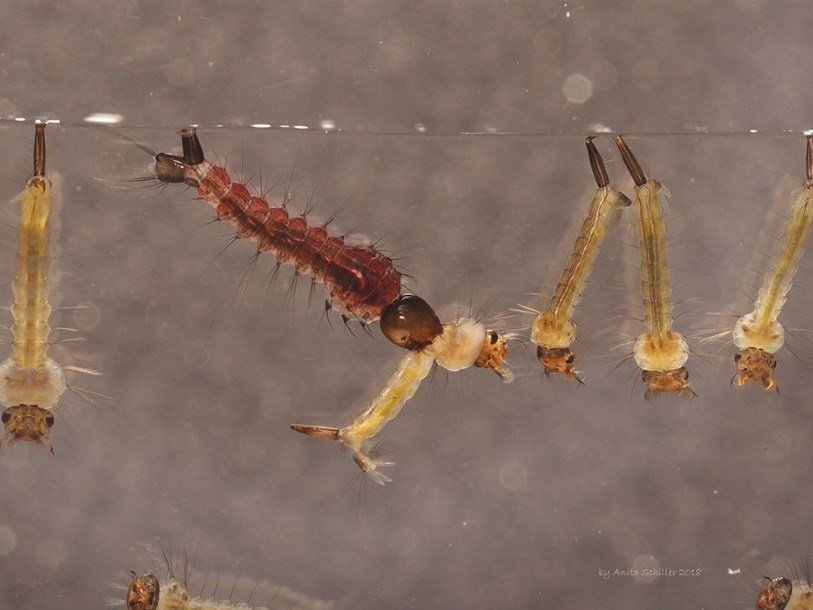 Личинка комара Toxorhynchites rutilus нападает на личинку комара другого вида