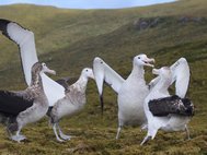 Тристанские альбатросы. Из примерно тысячи их птенцов, вылупляющихся на острове в год, половина становится жертвой мышей