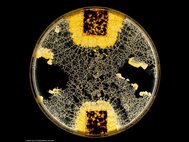 Две колонии слизевика Physarum polycephalum соединили часть своих отростков (в центре). По этим мостикам из клеток они могут обмениваться информацией