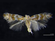 Взрослая самка моли-пестрянки Phyllonorycter ivani
