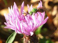 Самец пчелы вида Agapostemon virescens на васильке