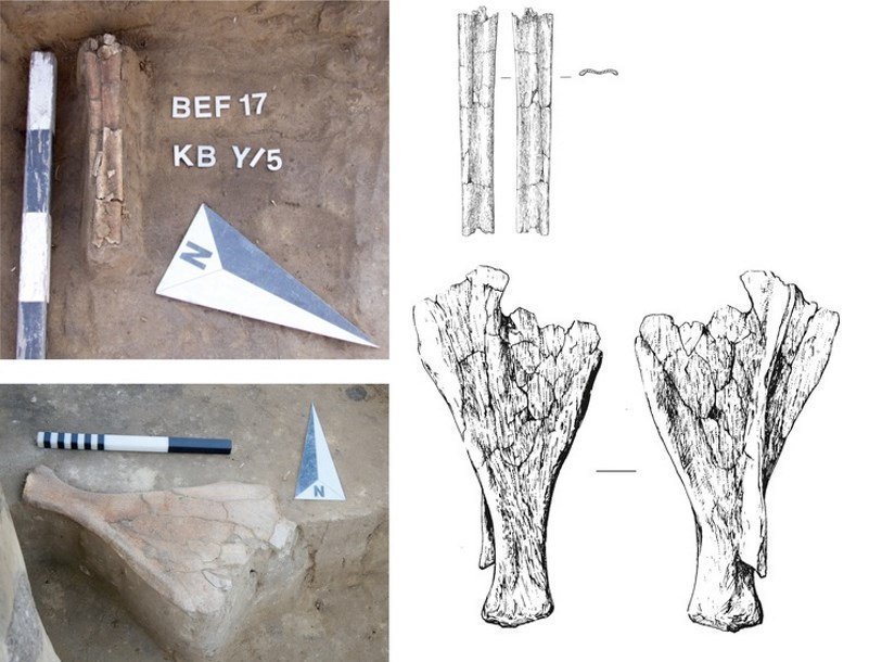 Орудия из кости лося из неолитического комплекса памятника Тартас-1. Фотография предоставлена ИАЭТ СО РАН