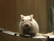 Ученые проводили эксперимент на лабораторных мышах, лишенных собственных кишечных микробиомов