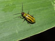 Западный кукурузный жук (Diabrotica virgifera)