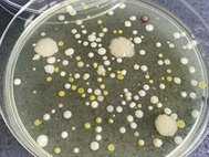 Бактерии в чашке Петри