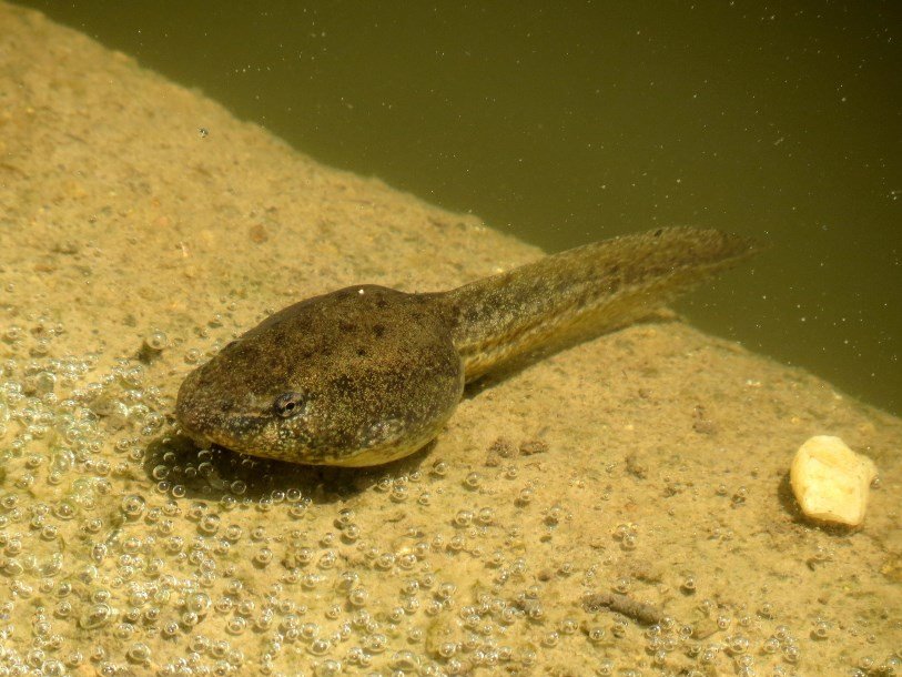 Головастики помогают измерить радиоактивное загрязнение воды
