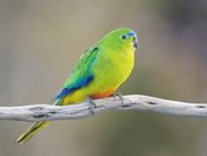 Золотистобрюхий травяной попугайчик (самка)