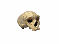 Первый череп неандертальца, найденный в Гибралтаре