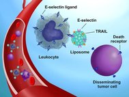 Модифицированные лейкоциты с белком TRAIL