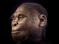 Реконструкция головы Homo floresiensis