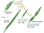 Raphanobrassica - нестерильный гибрид редьки и капусты