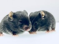 Эксперимент проводился на перенесших инсульт мышах