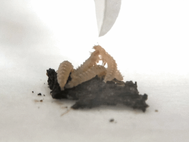 Личинки жука тянутся к пропитанной 2-феноксиэтанолом бумаге