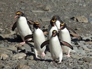 Золотоволосые пингвины (Eudyptes chrysolophus)