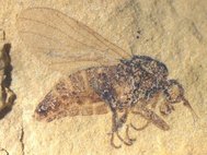 Муха-толкунчик (семейство Empididae) из нижнемелового местонахождения Хасуртый. Сборы 2019 г.