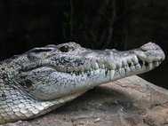 Новогвинейский крокодил (Crocodylus novaeguineae)