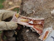 Ученые провели серию экспериментов, оценивая сохранность костного мозга в зависимости от времени