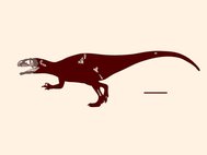 Реконструкция Siamraptor suwati. Деление шкалы – 1 метр