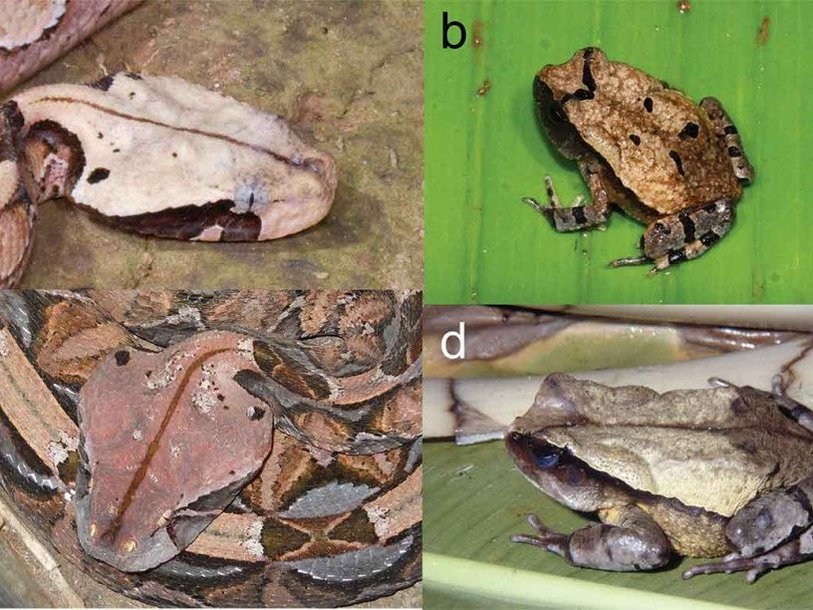 A и C – Bitis gabonica, B и D – Sclerophrys superciliaris