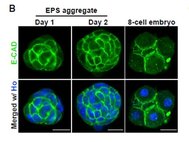 Развитие группы EPS-клеток на первый и второй день в сравнении с обычным эмбрионом на стадии восьми клеток