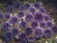 Морские ежи Strongylocentrotus purpuratus