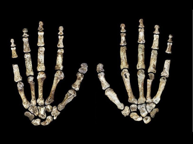 Кости кистей Homo naledi