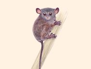Долгопят Нимитца (Tarsius niemitzi)
