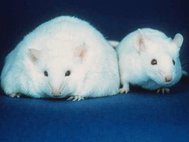 Ученые проводили эксперименты на мышах с ожирением