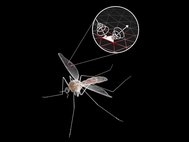 Компьютерная модель комара, использовавшая в исследовании