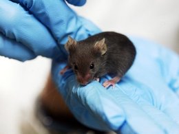 С начала XX века главным модельным организмом для биологических и медицинских исследований служит домовая мышь