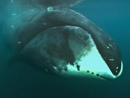Гренландский кит (лат. Balaena mysticetus)