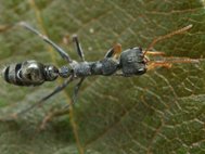Черный муравей-бульдог (лат. Myrmecia pilosula)