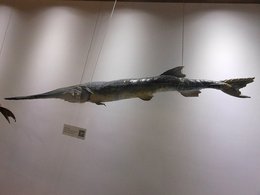 Экземпляр веслоноса в Музее гидробиологии города Ухань