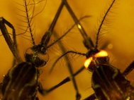 Наряду с геном, кодирующим иммунный белок, исследователи также вставили комарам ген, заставляющий их глаза светиться