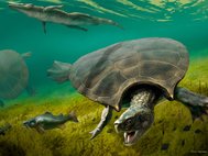 Stupendemys geographicus