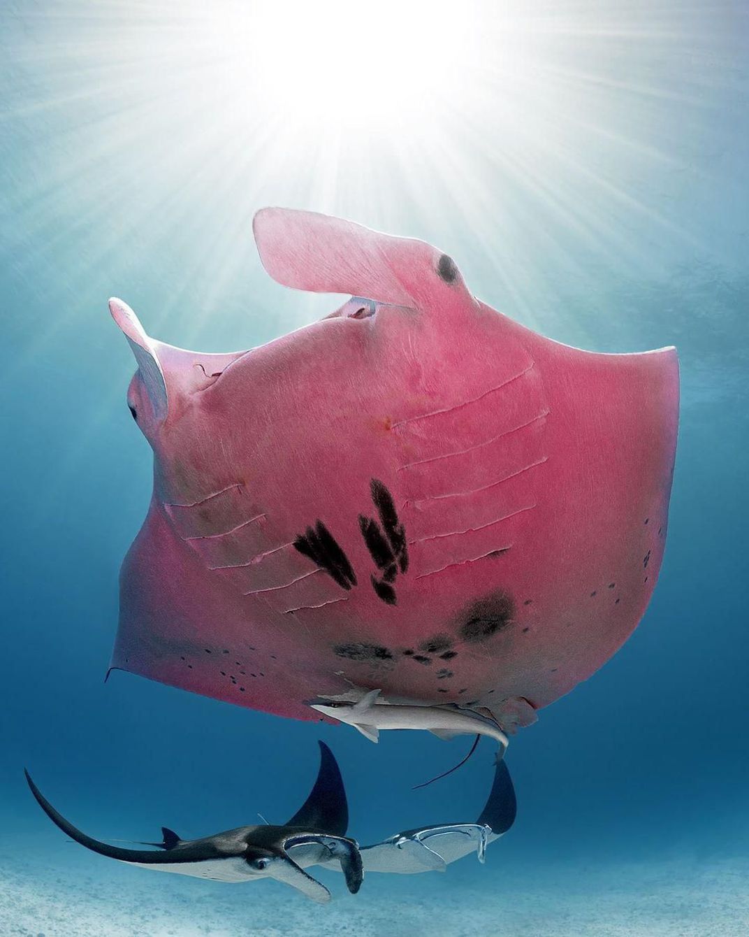 https://polit.ru/media/photolib/2020/02/14/ps_pink-manta-ray-great-barrier-reef-2.jpg
