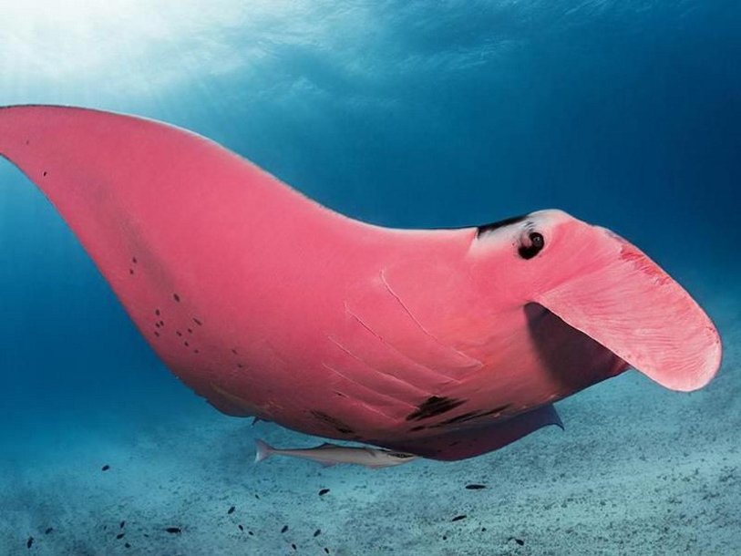 https://polit.ru/media/photolib/2020/02/14/thumbs/ps_pink-manta-ray-great-barrier-reef.jpg.814x610_q85.jpg