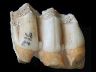 Ископаемый зуб лося, в котором обнаружили изотопы цинка