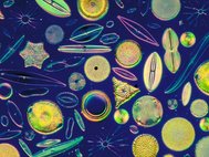 Панцири диатомовых водорослей под микроскопом