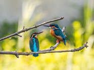 У птиц и других животных, самцы которых имеют две одинаковые половые хромосомы, самцы в среднем живут дольше чем самки