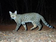 Мадагаскарская дикая кошка